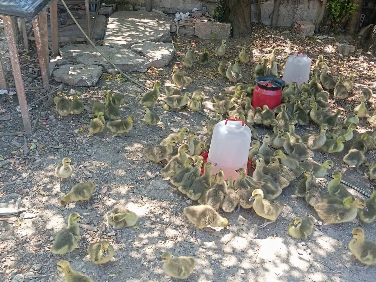 Suluk başında kaz civcivleri
