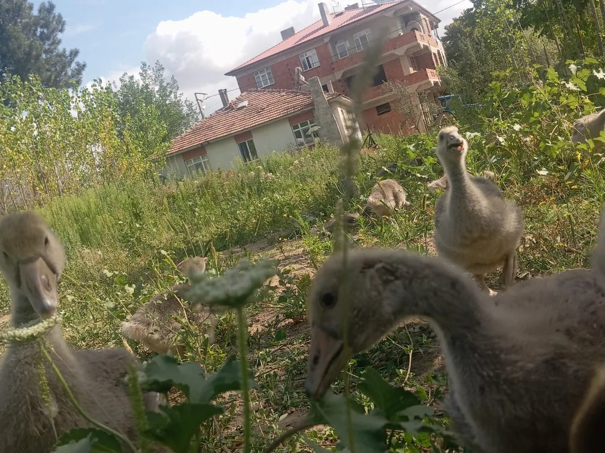 Çiftlik avlusunda kaz yavruları
