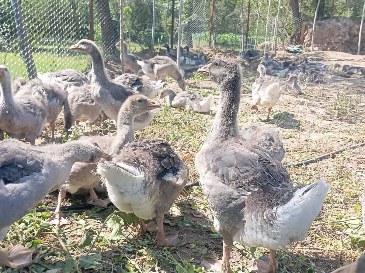 Kavaklıkta yetişkin kazlar